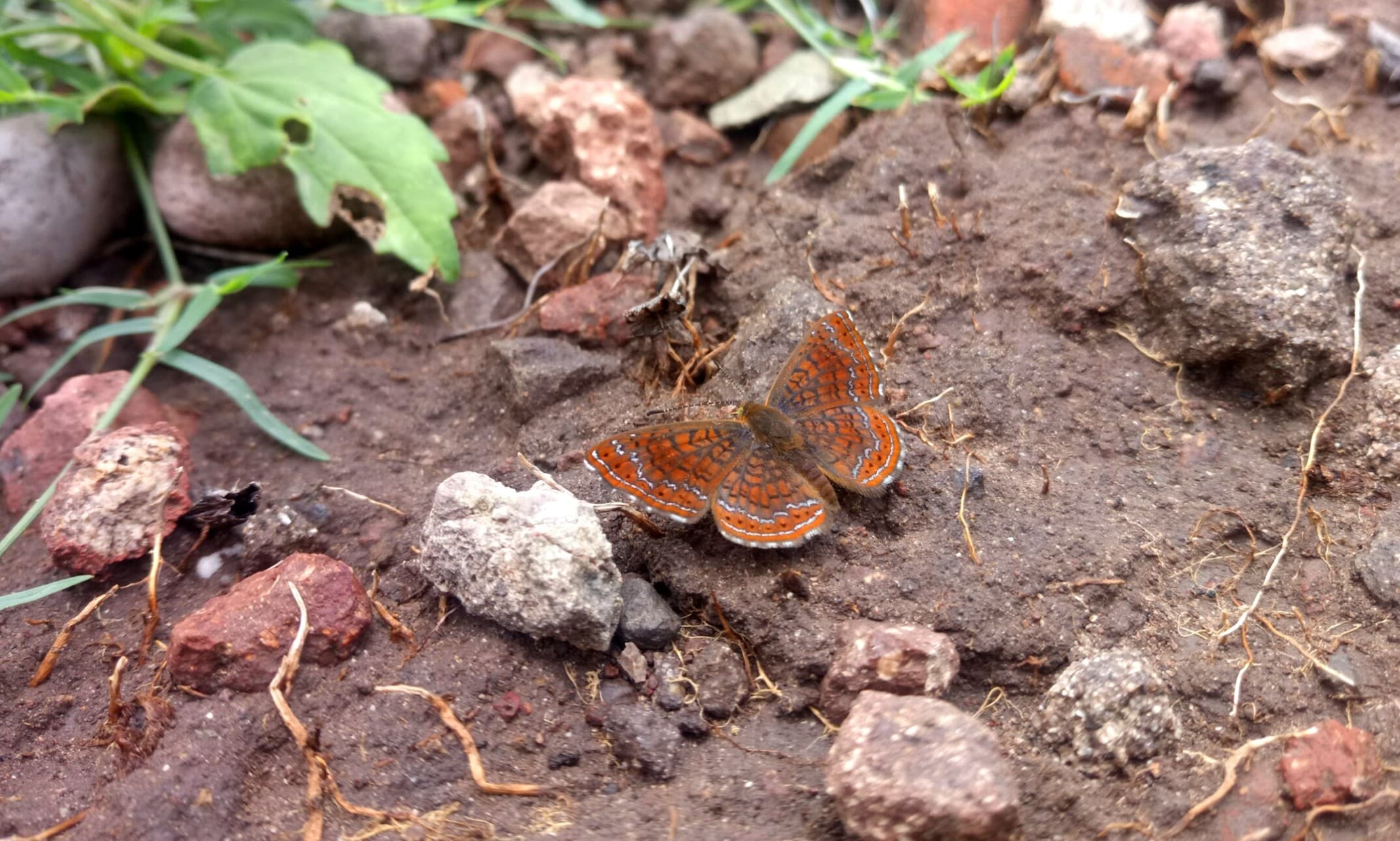 MARIPOSA TERRENAL, SAN LORENZO, GRO.