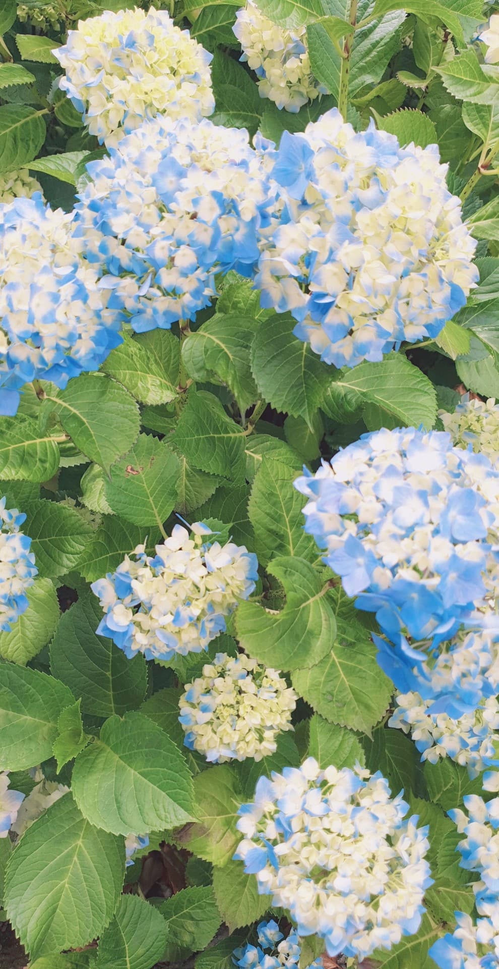 hydrangea