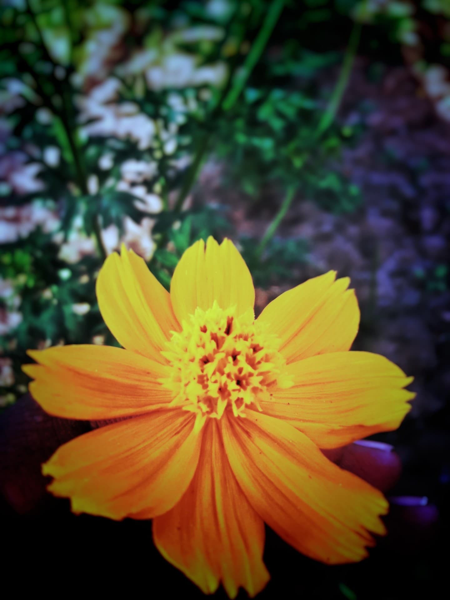 g m