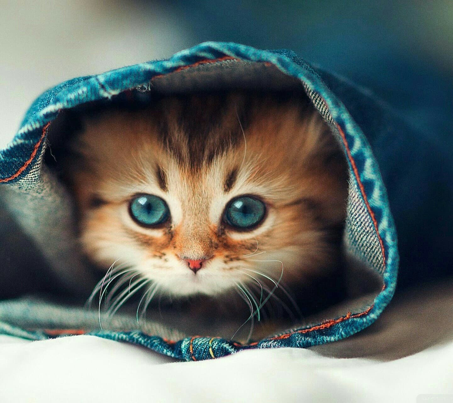 котёнок