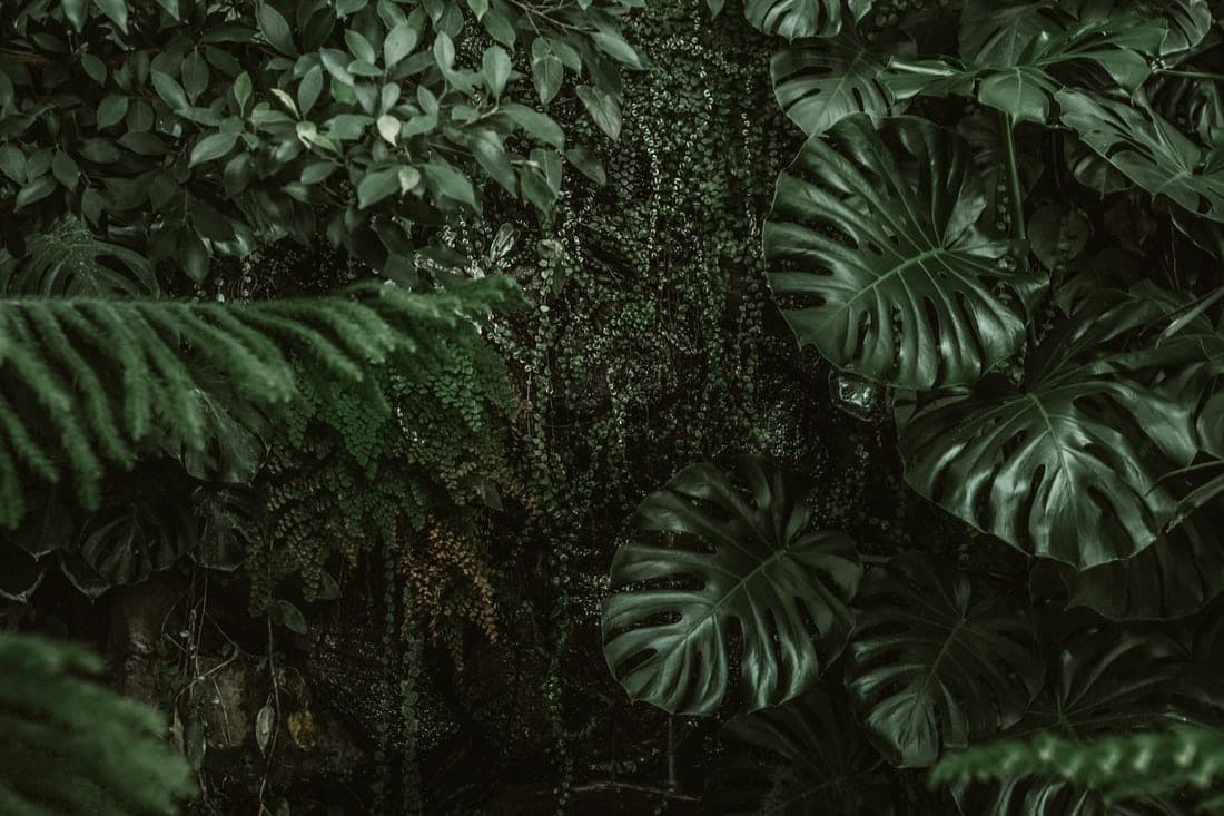 greenery
