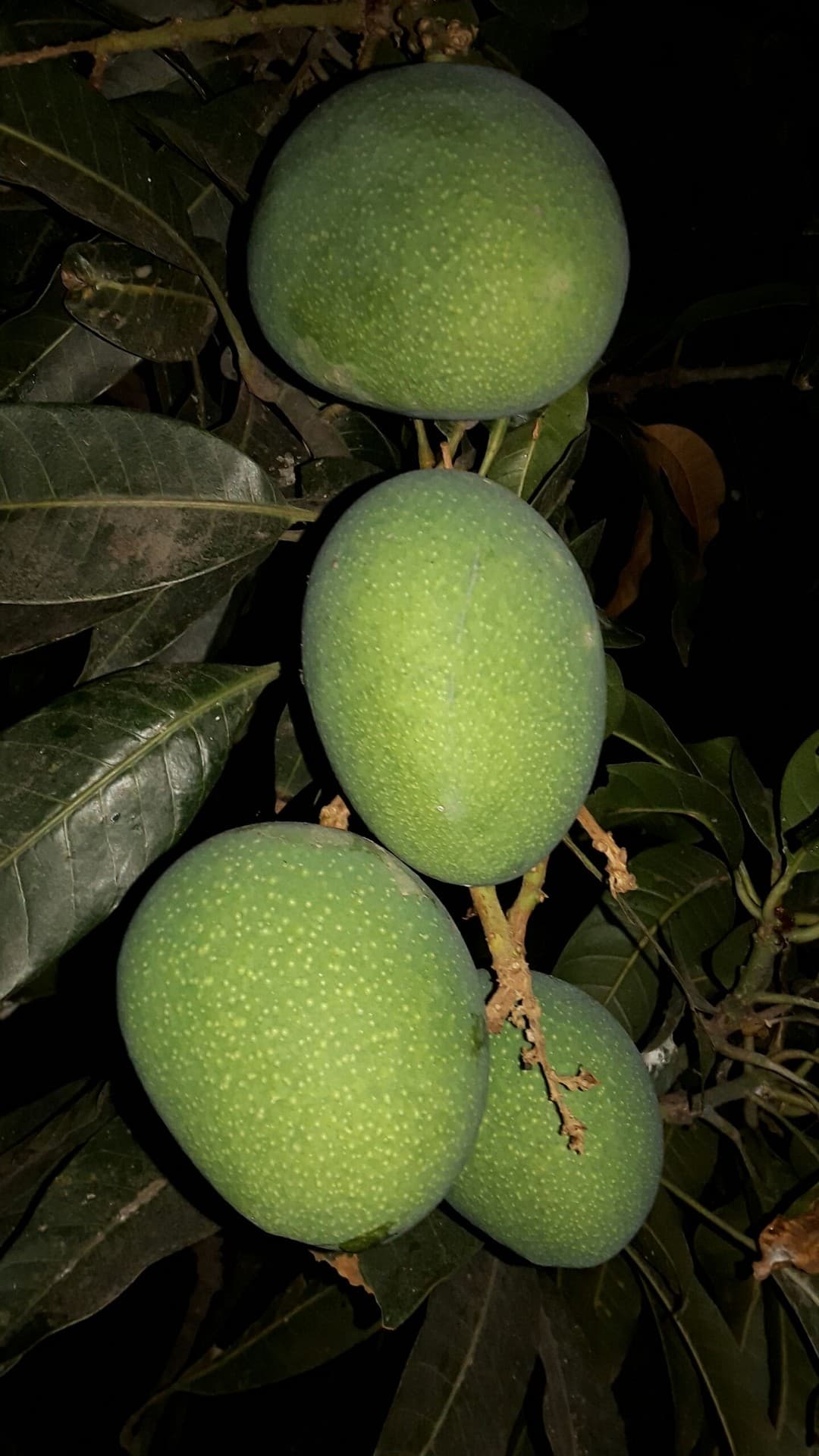 Fruit