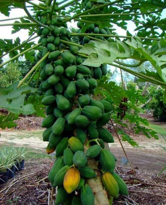 fruit