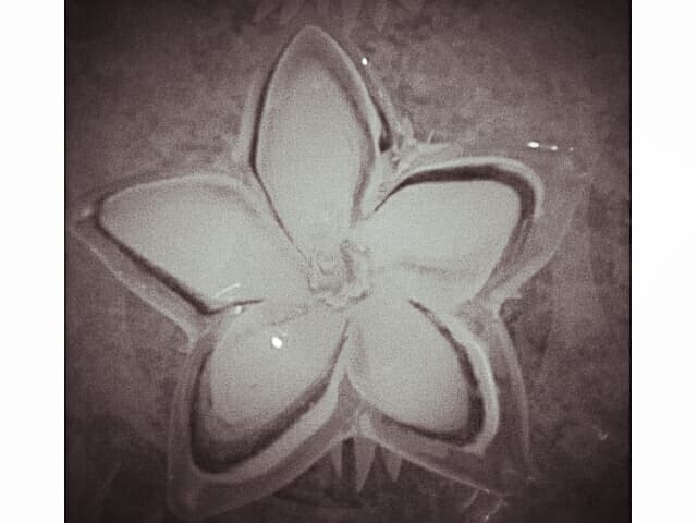 Fóssil da flor