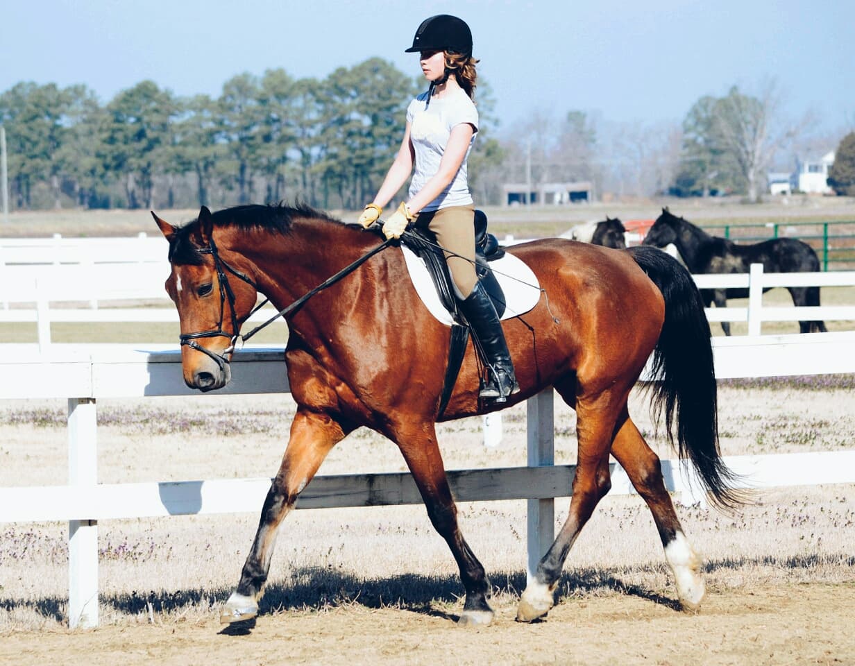 Horse