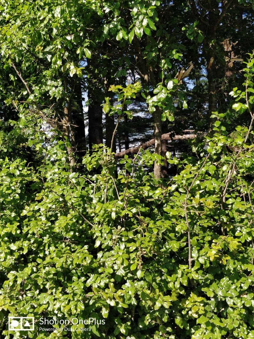 jungle trail?