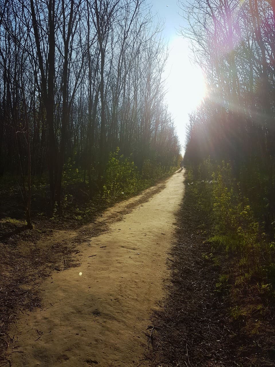 Sunlight
