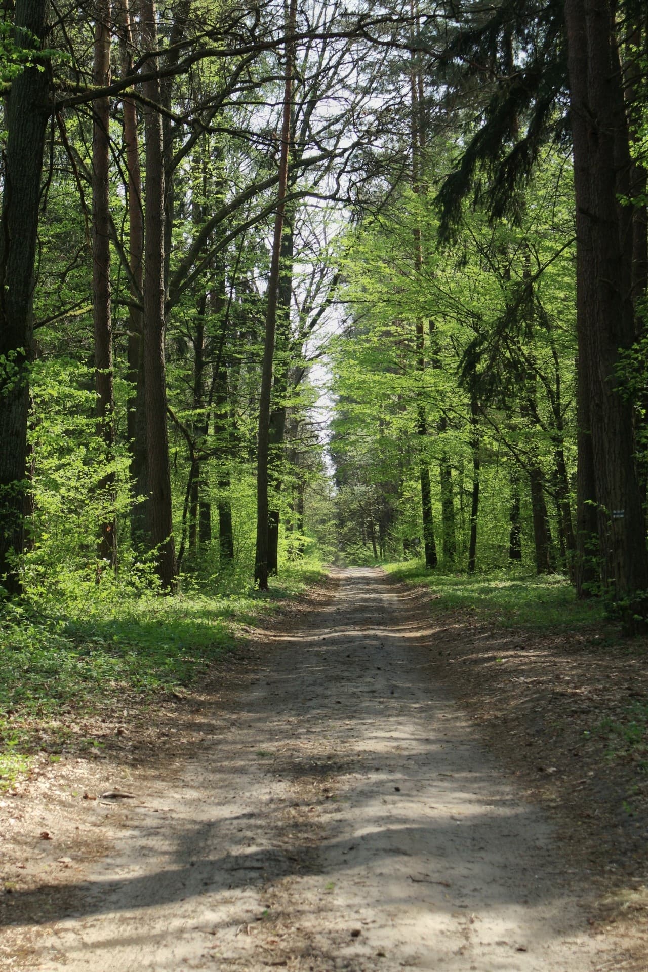 Road in the forest