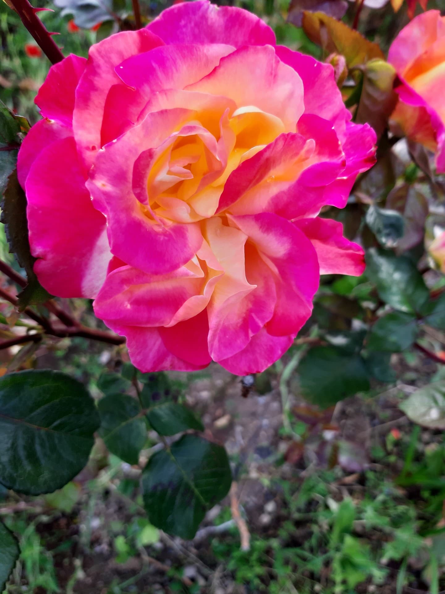 rose