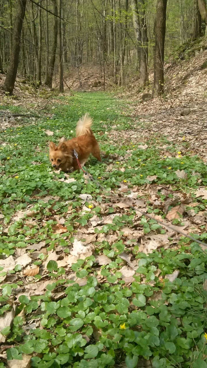 dog