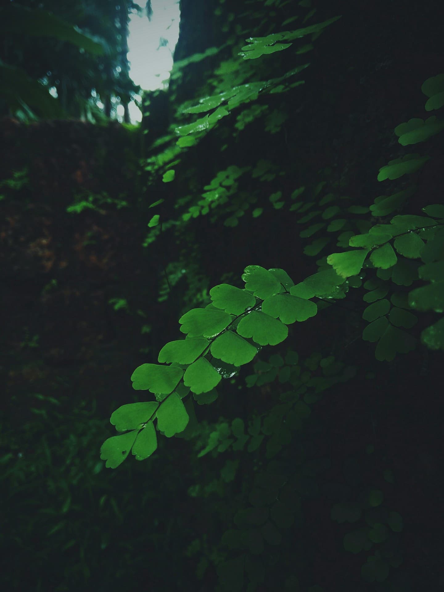 rain drops on leaves