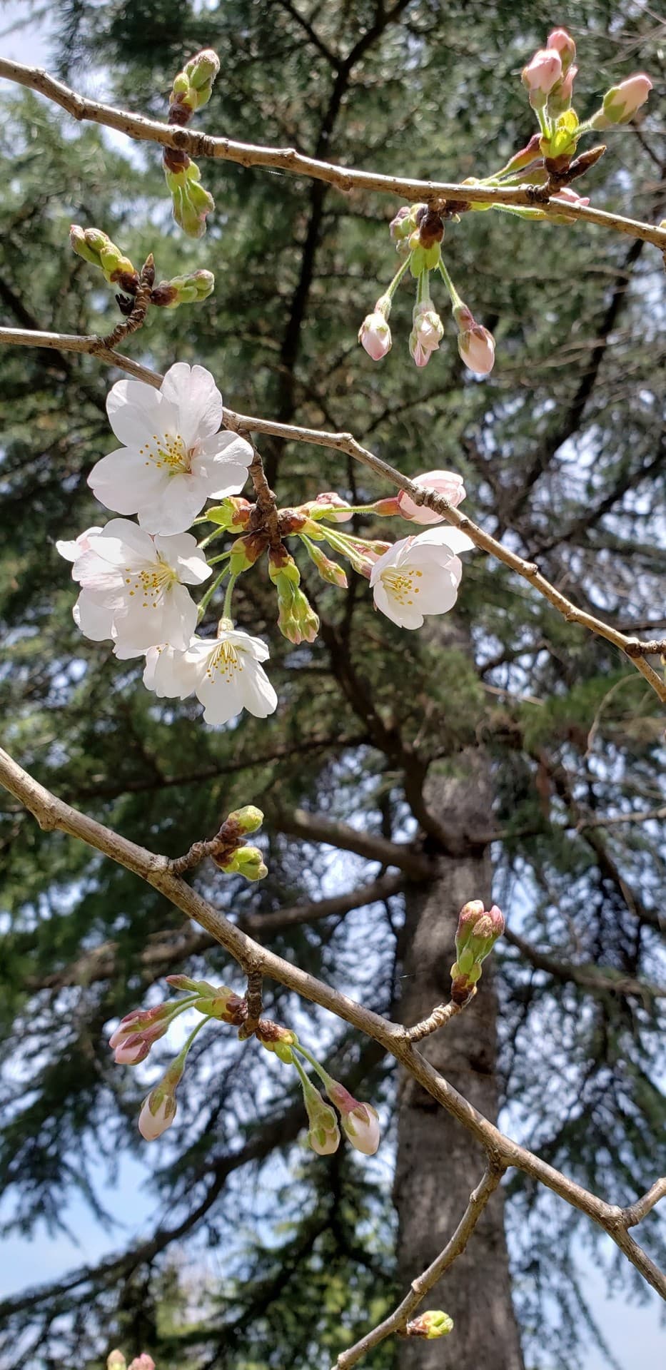 桜