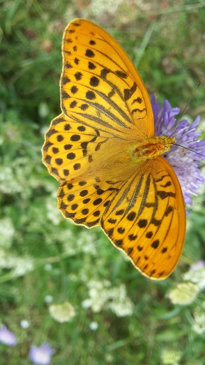 butterfly