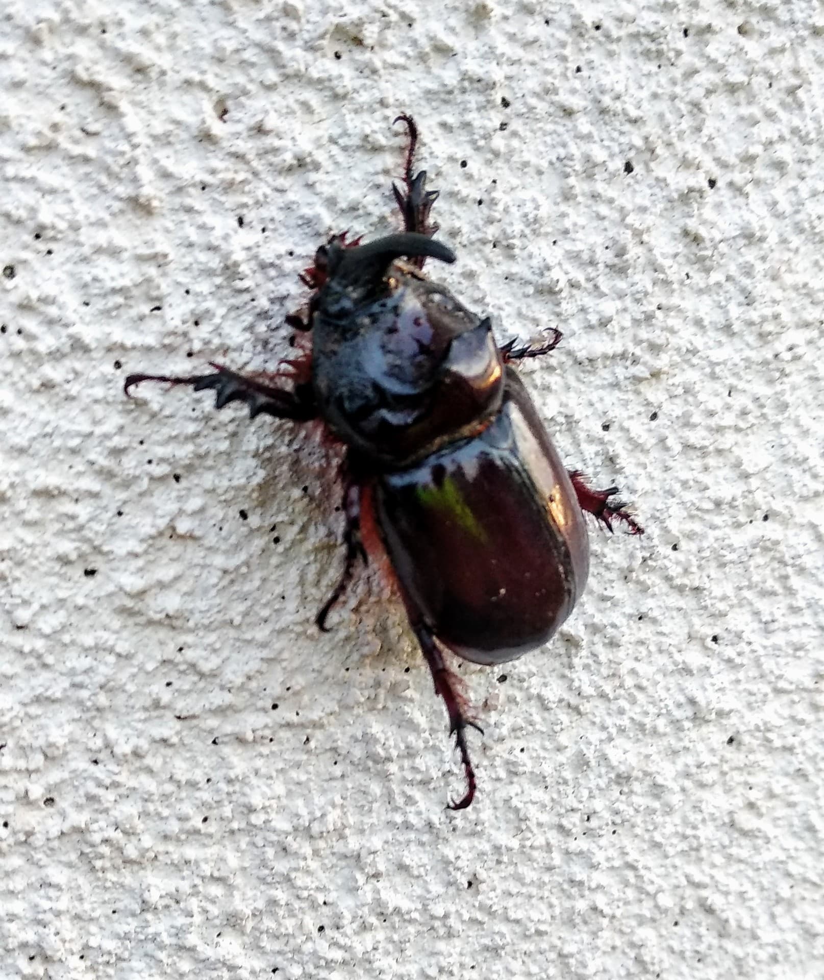 Escarabajo Rinoceronte
