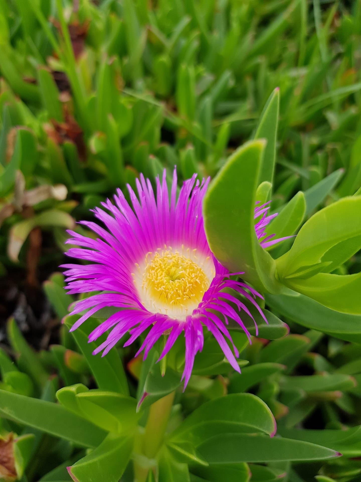 succulent