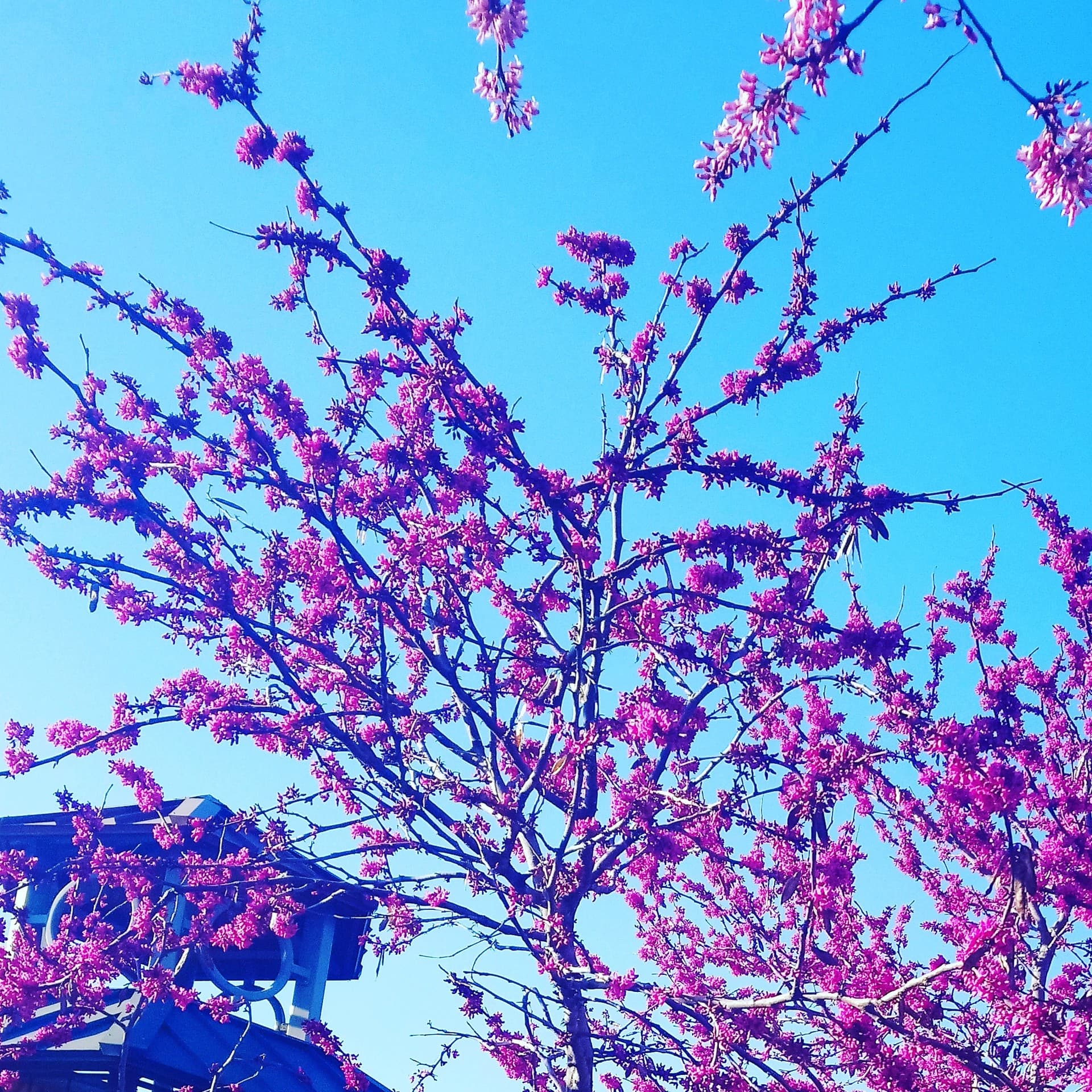 pink flowers 