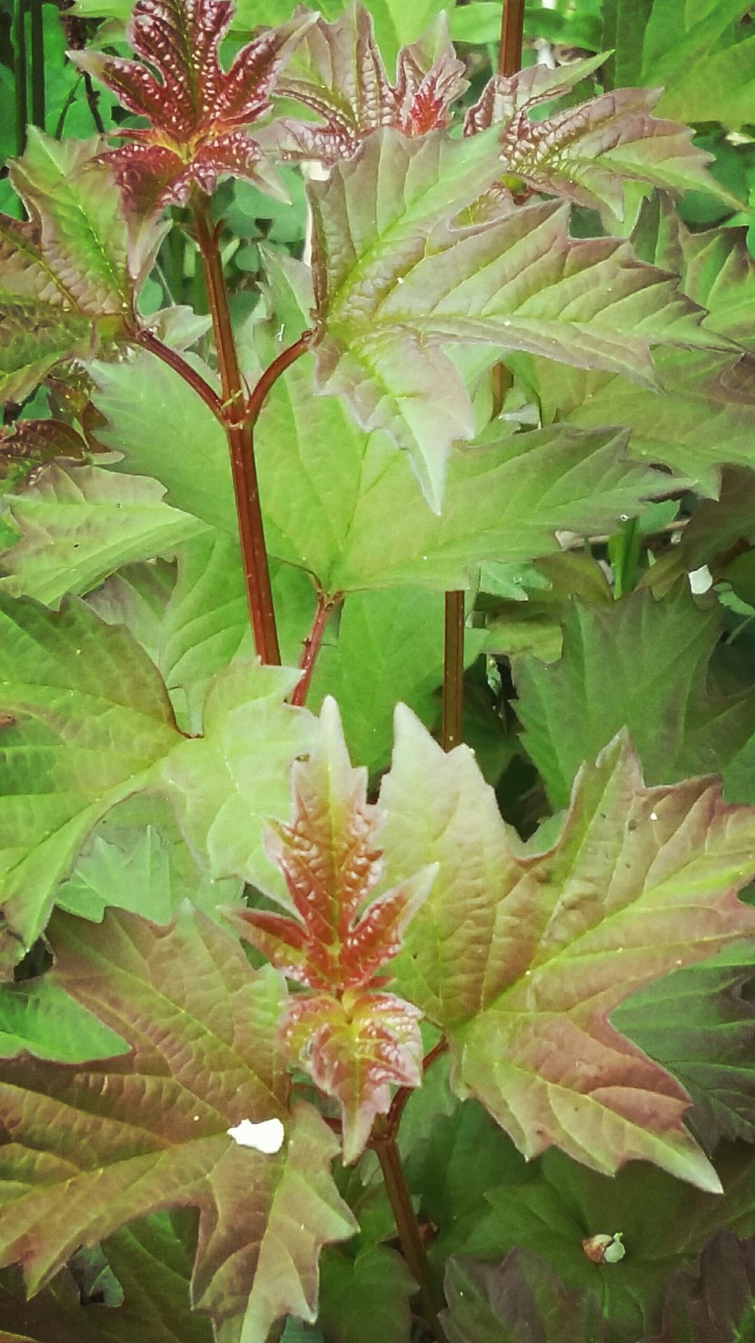 plant