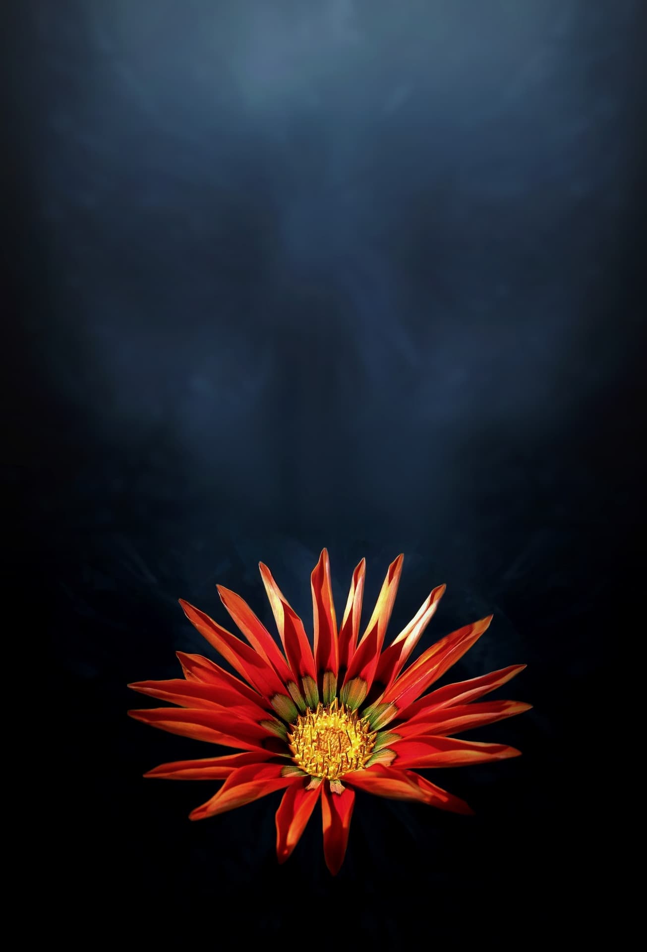 Uniform treasureflower