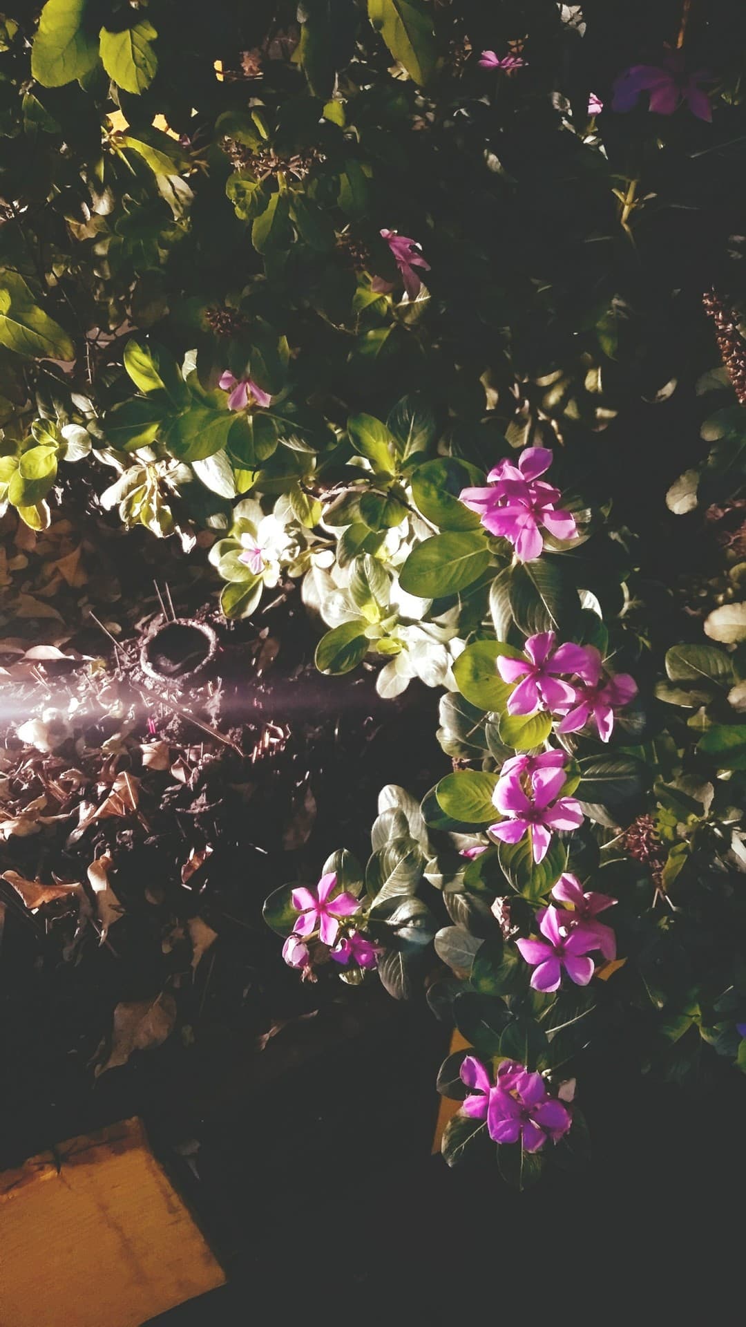 pink flowers