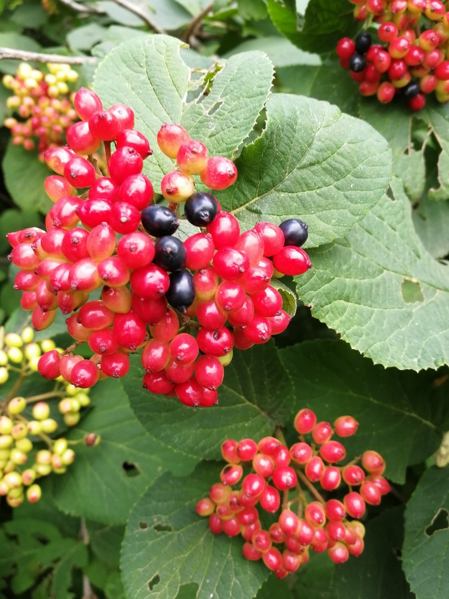 fruit