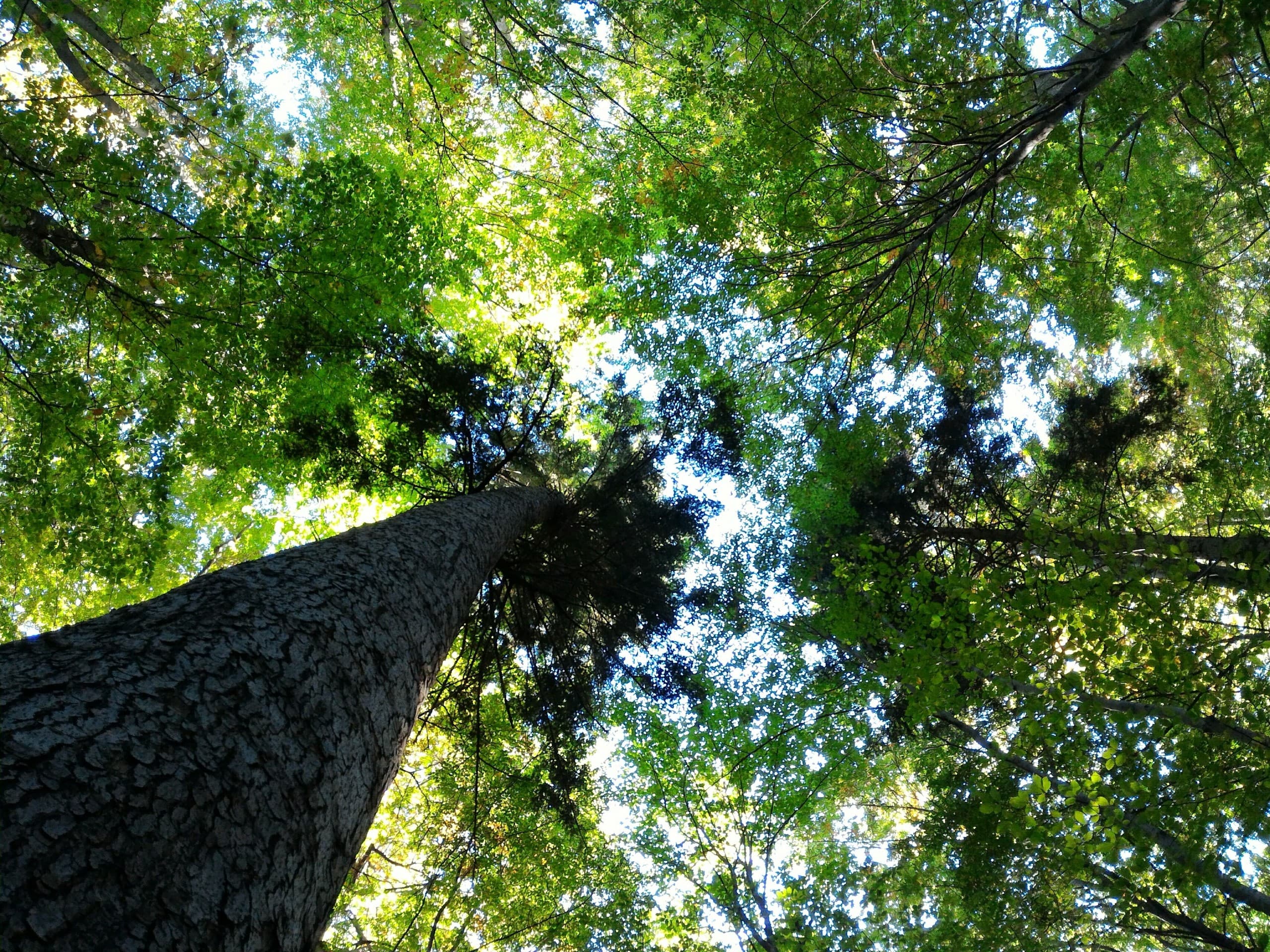 Green trees