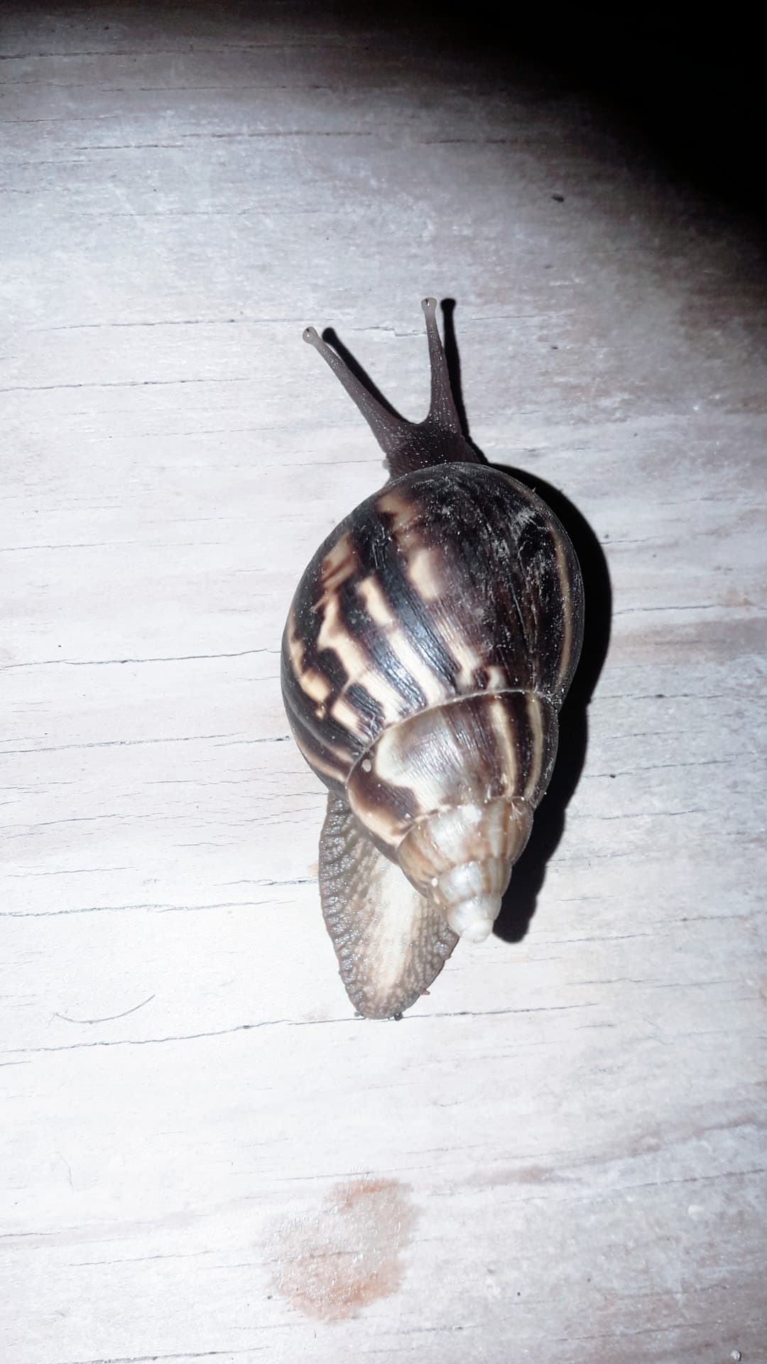 caracol?