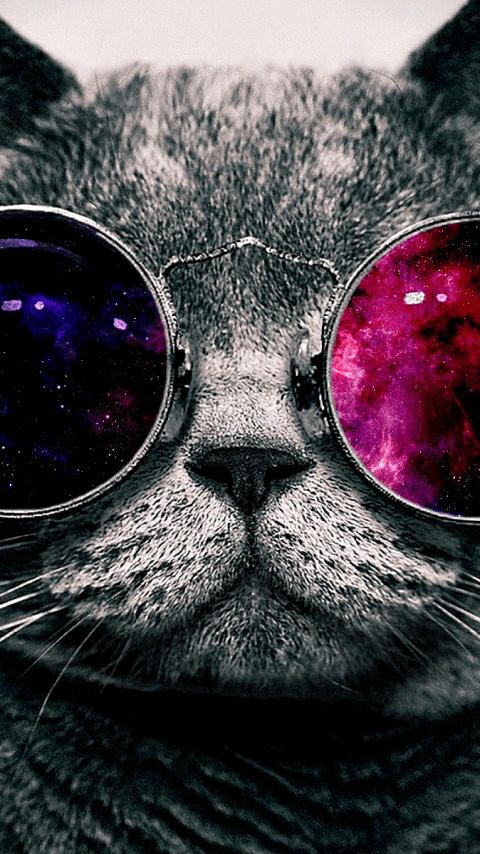 котик