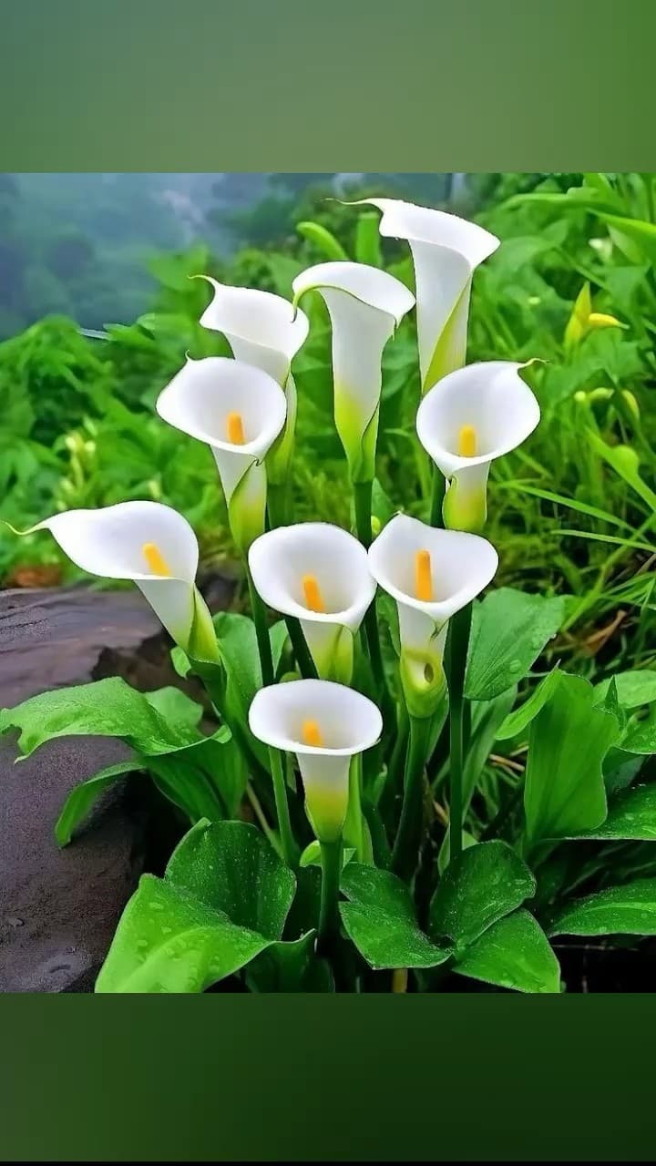 녹색, 꽃잎 배경화면