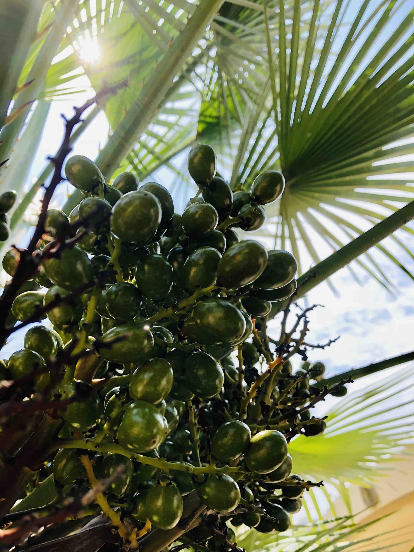 A date palm in the sunlight.