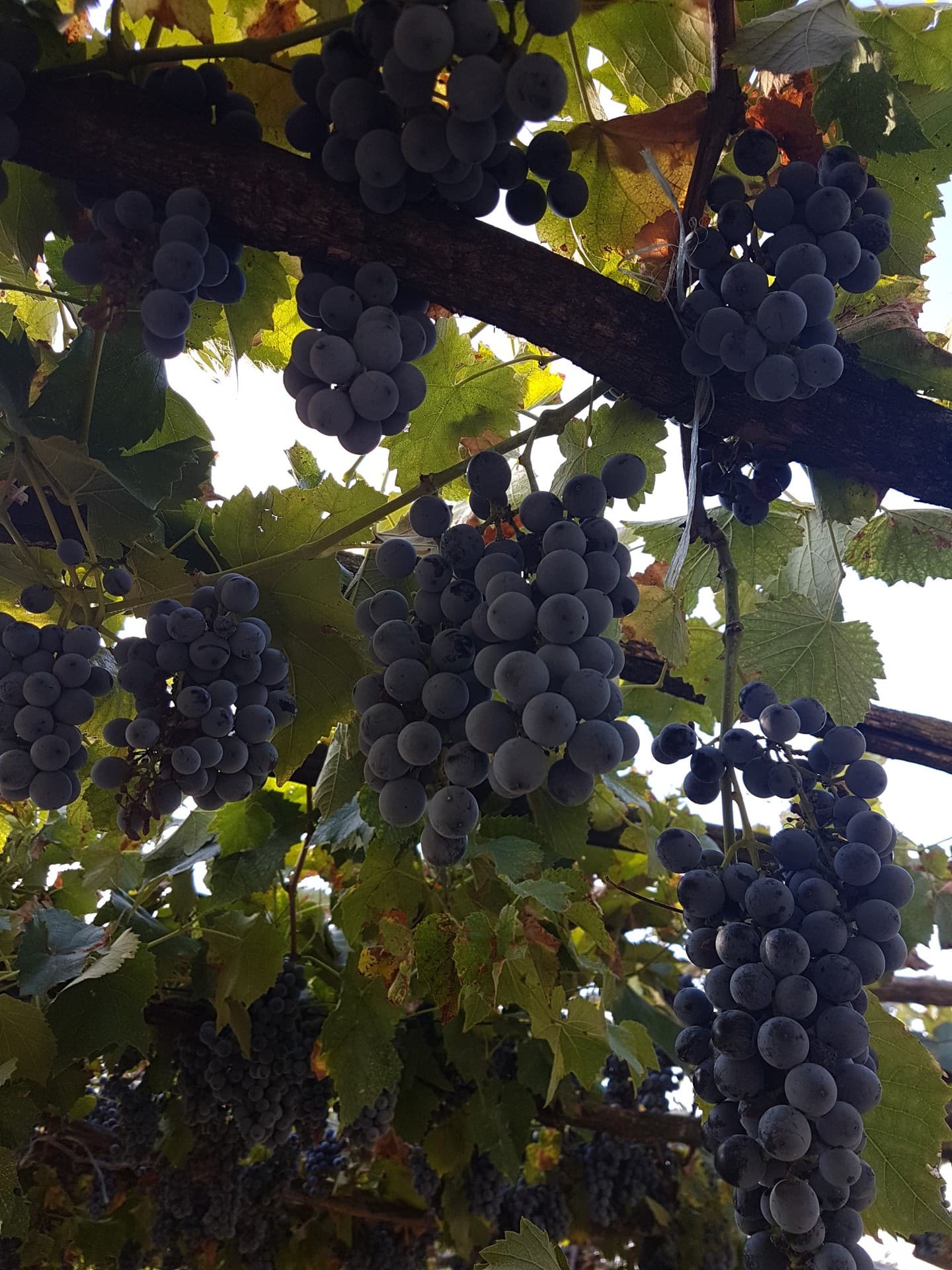 grape