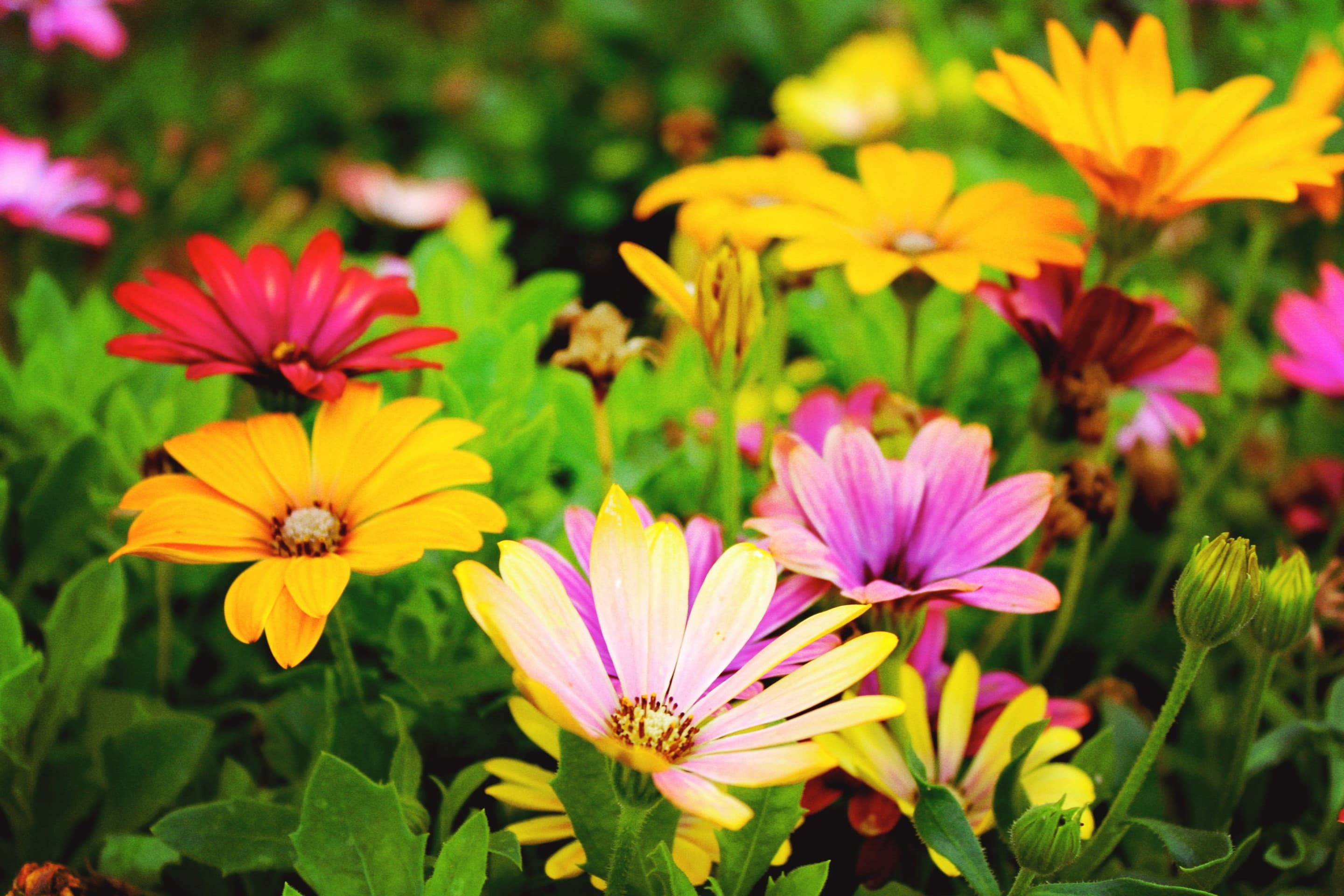 Spring Flowers
