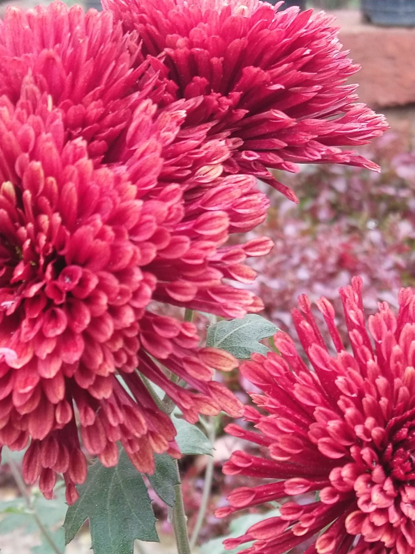 flower blooms