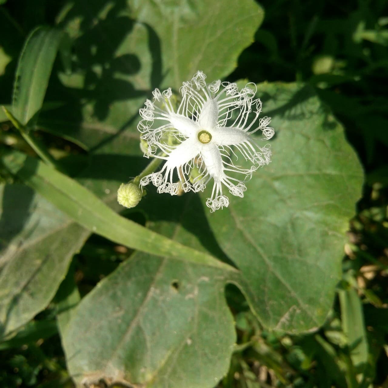 A tiny white flower