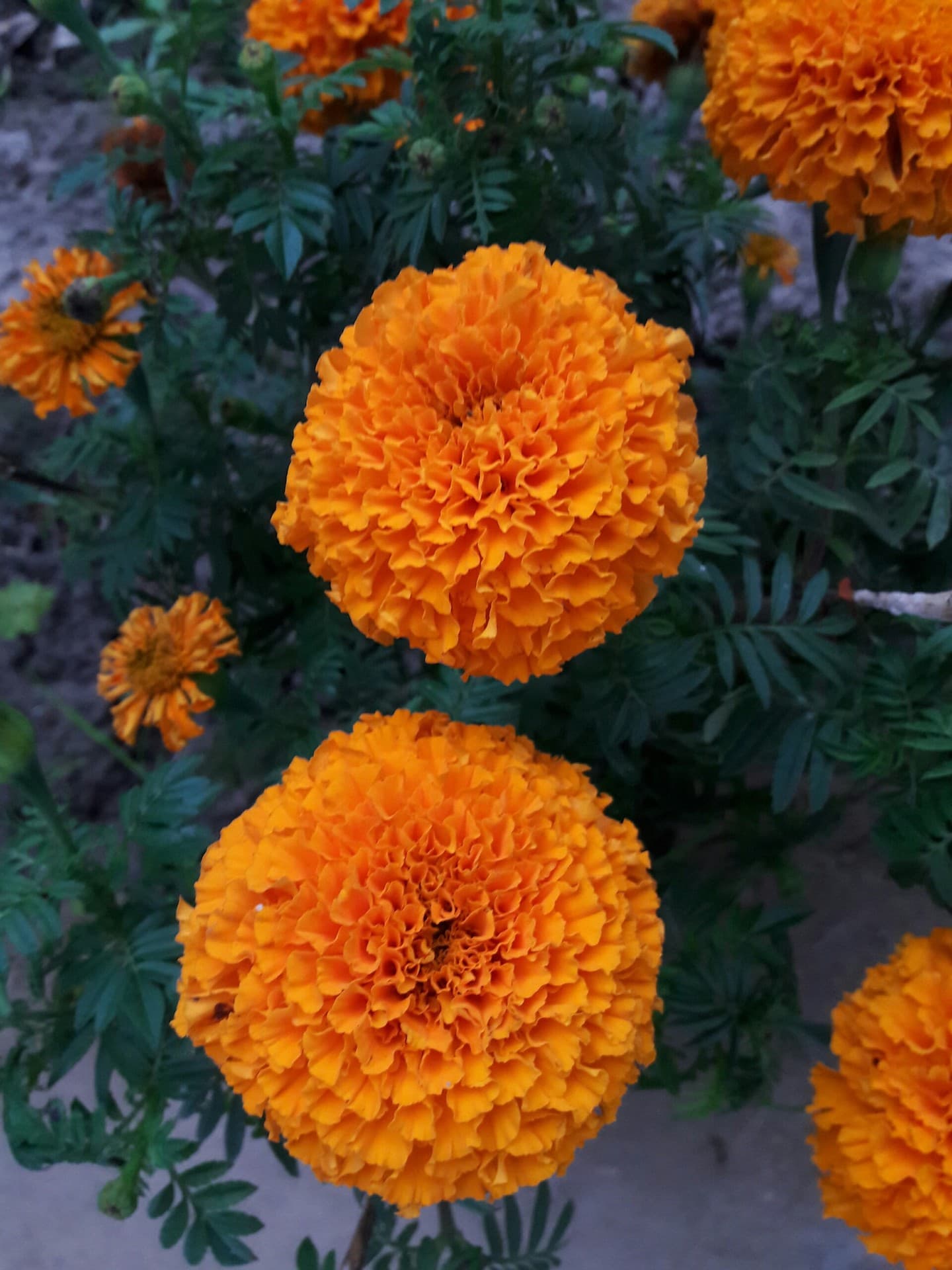 marigold