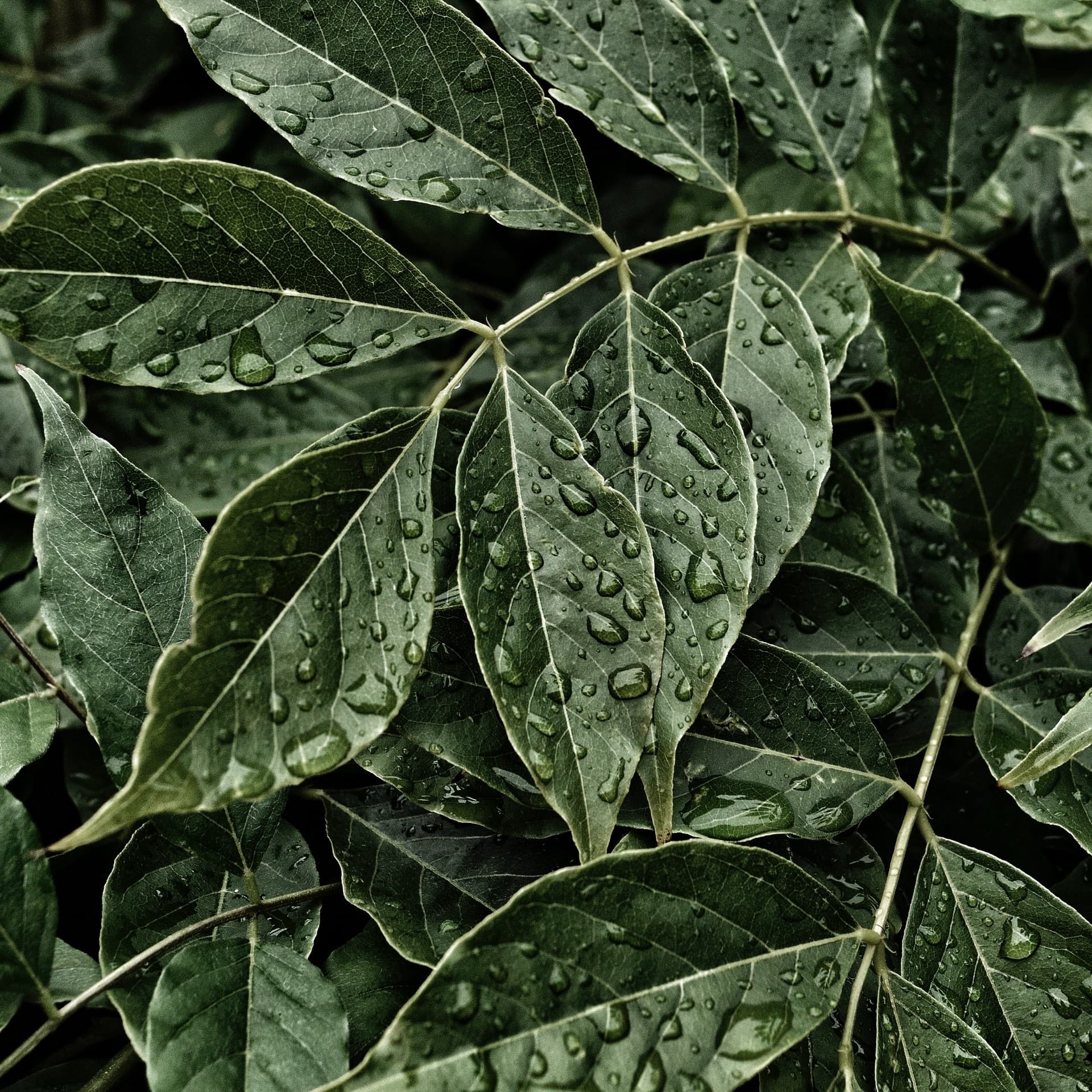 Leaf