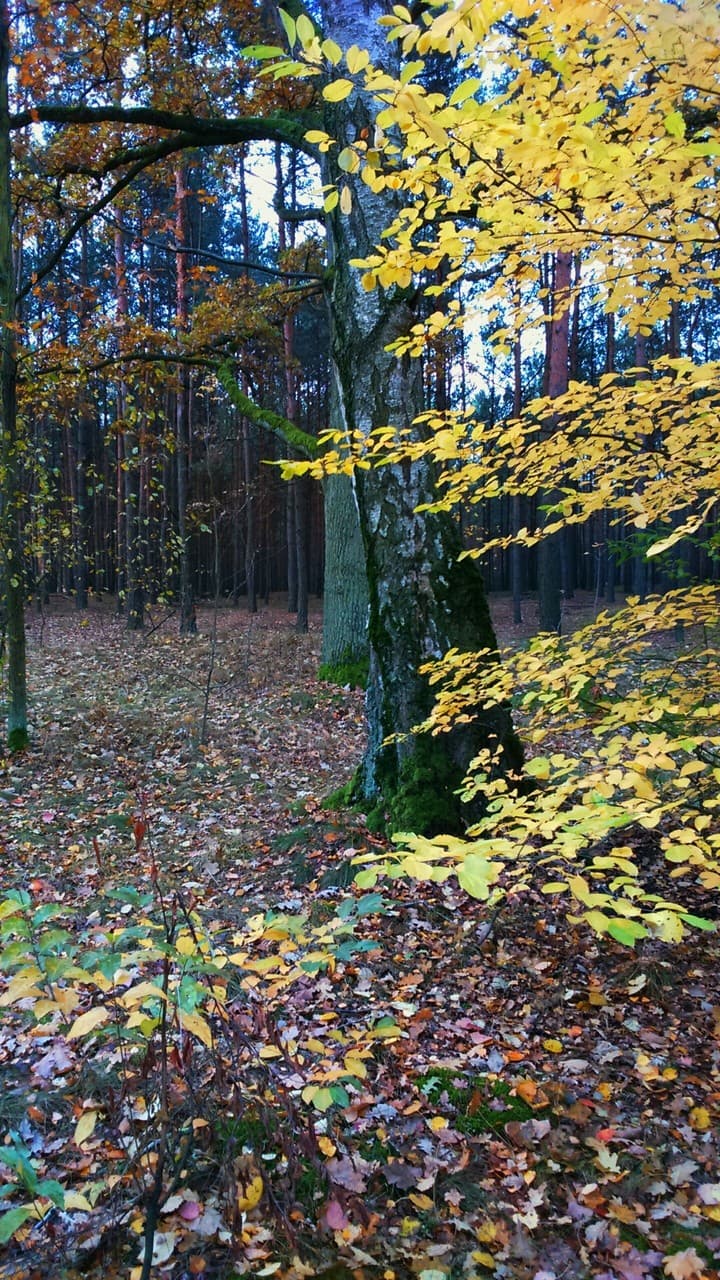 autumn