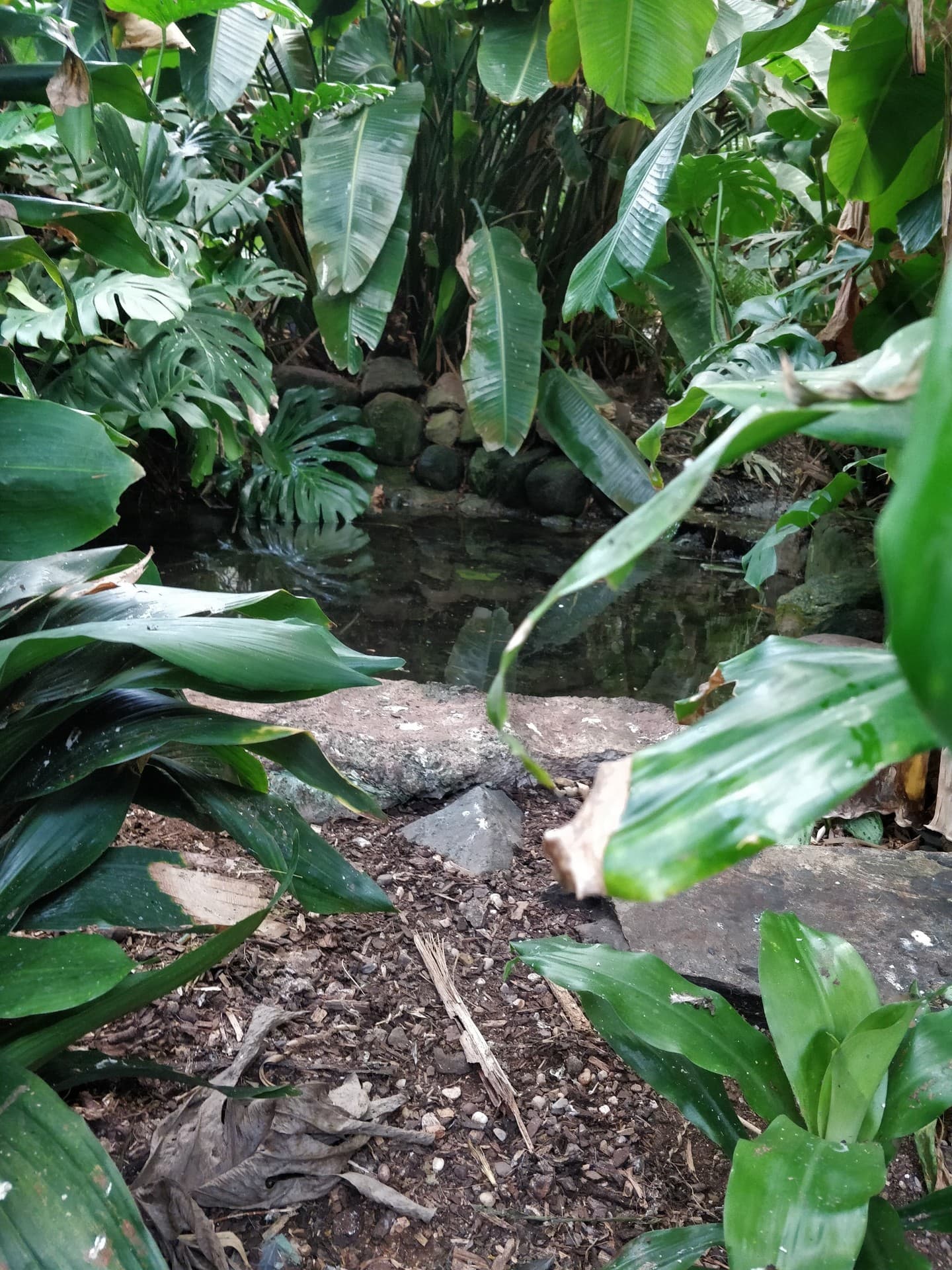 small pond