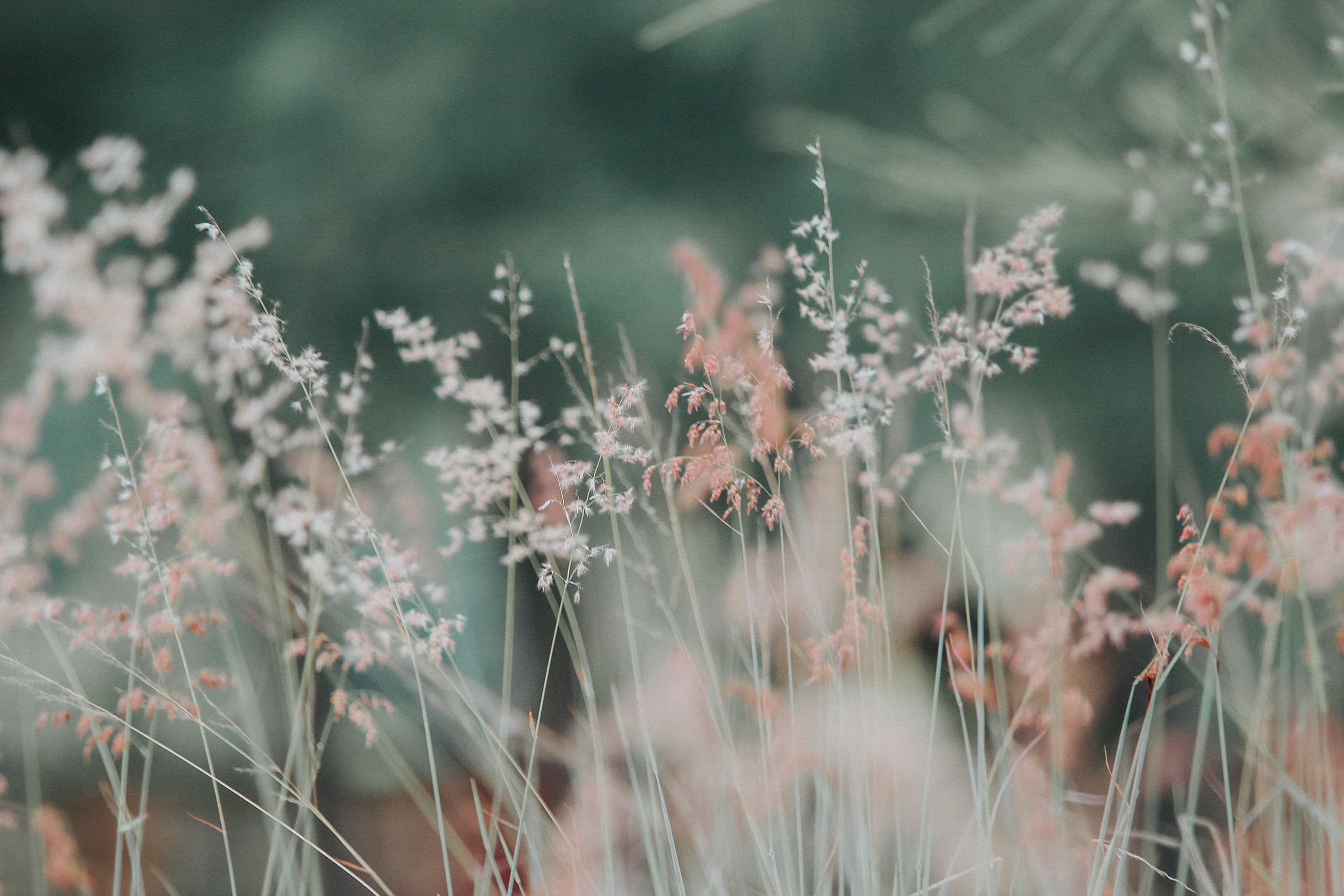fern