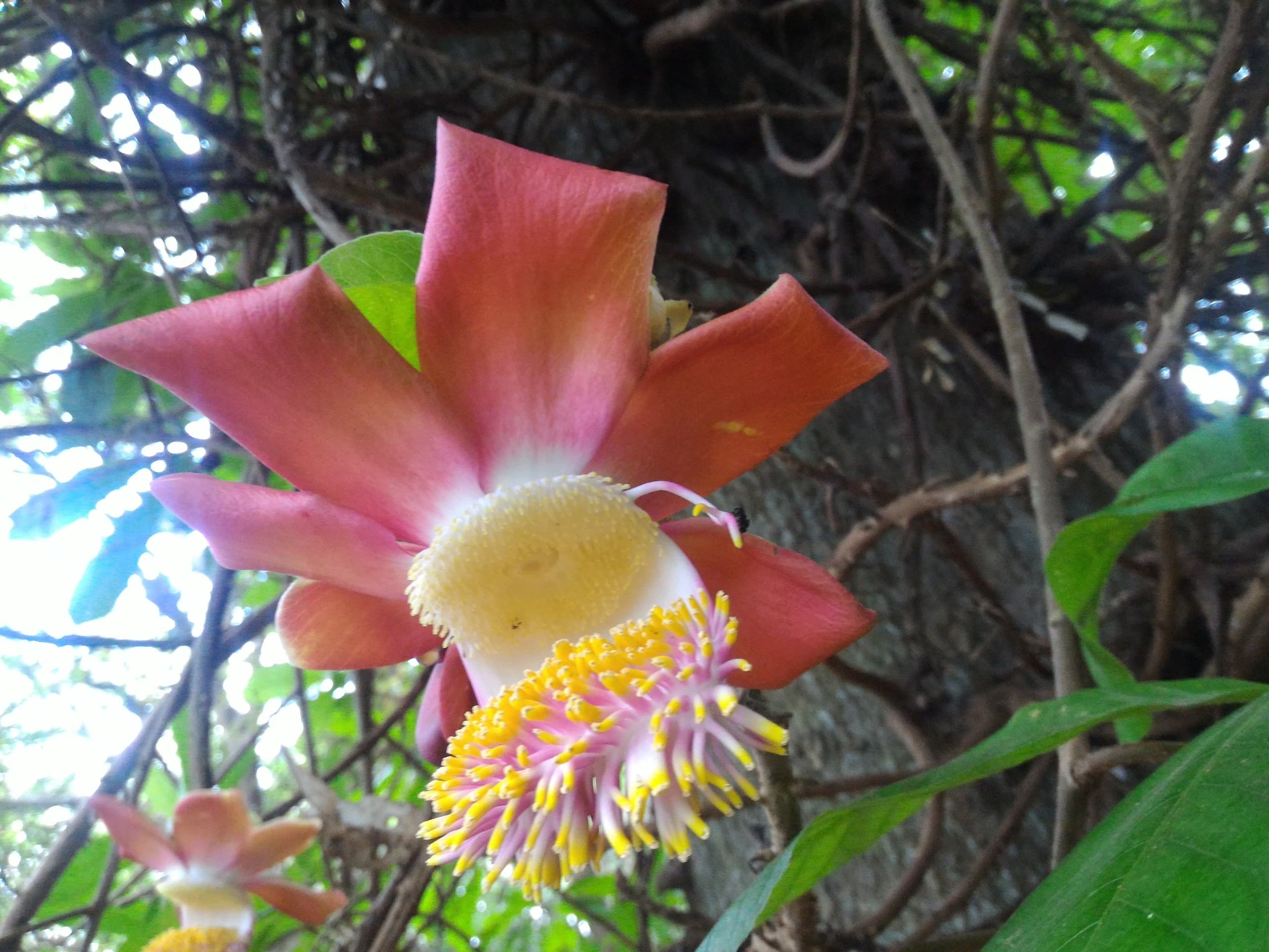 wild flower