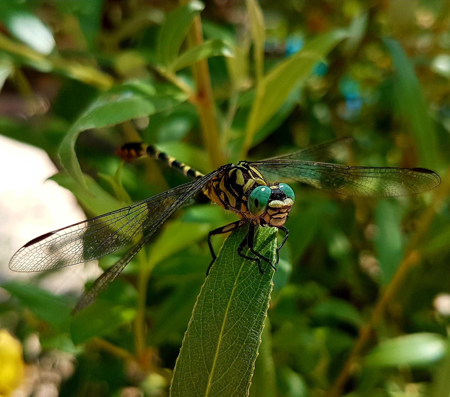 libelle