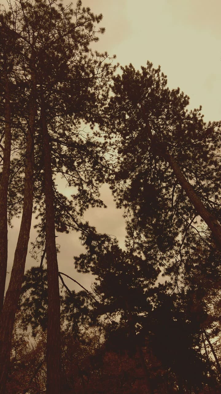 pinus