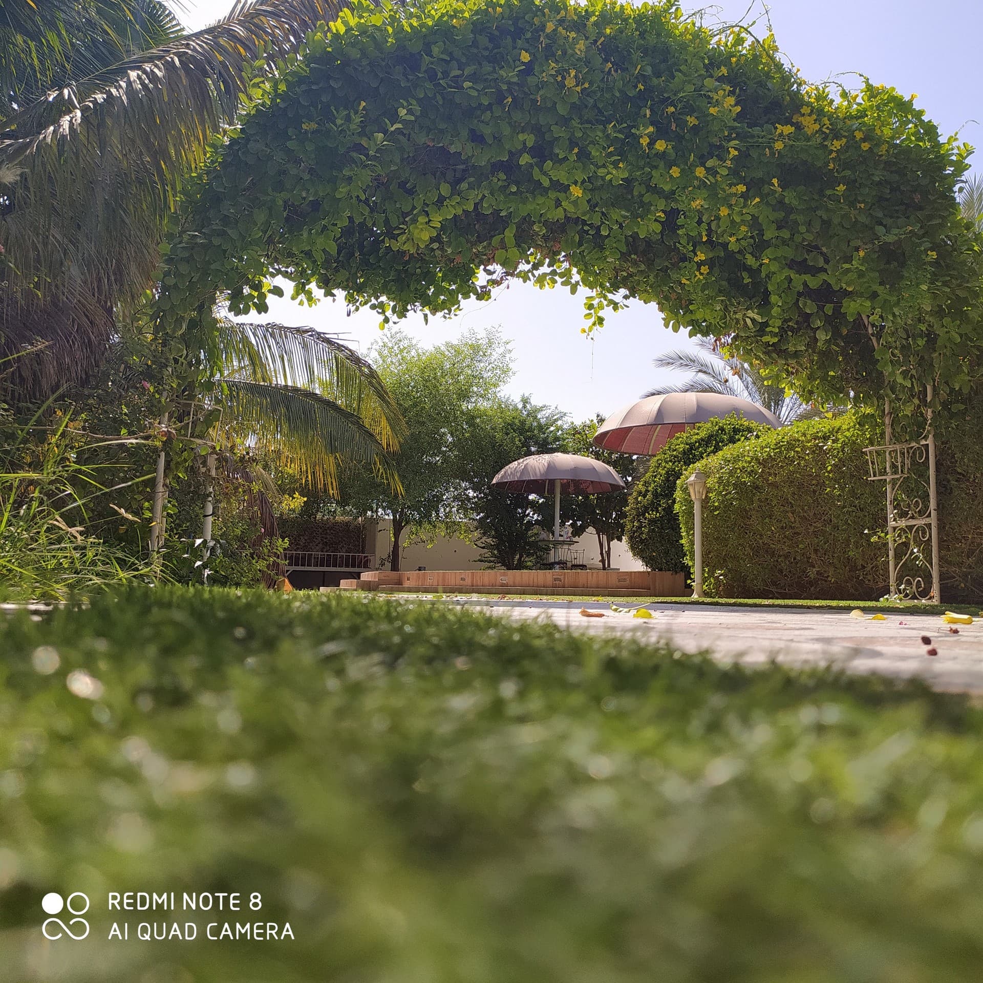 garden