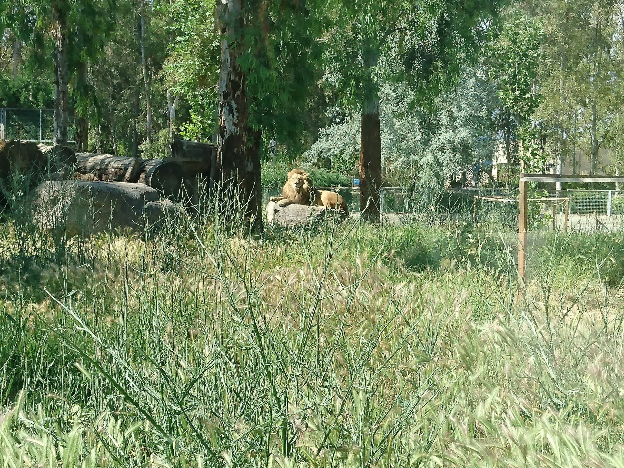 lion