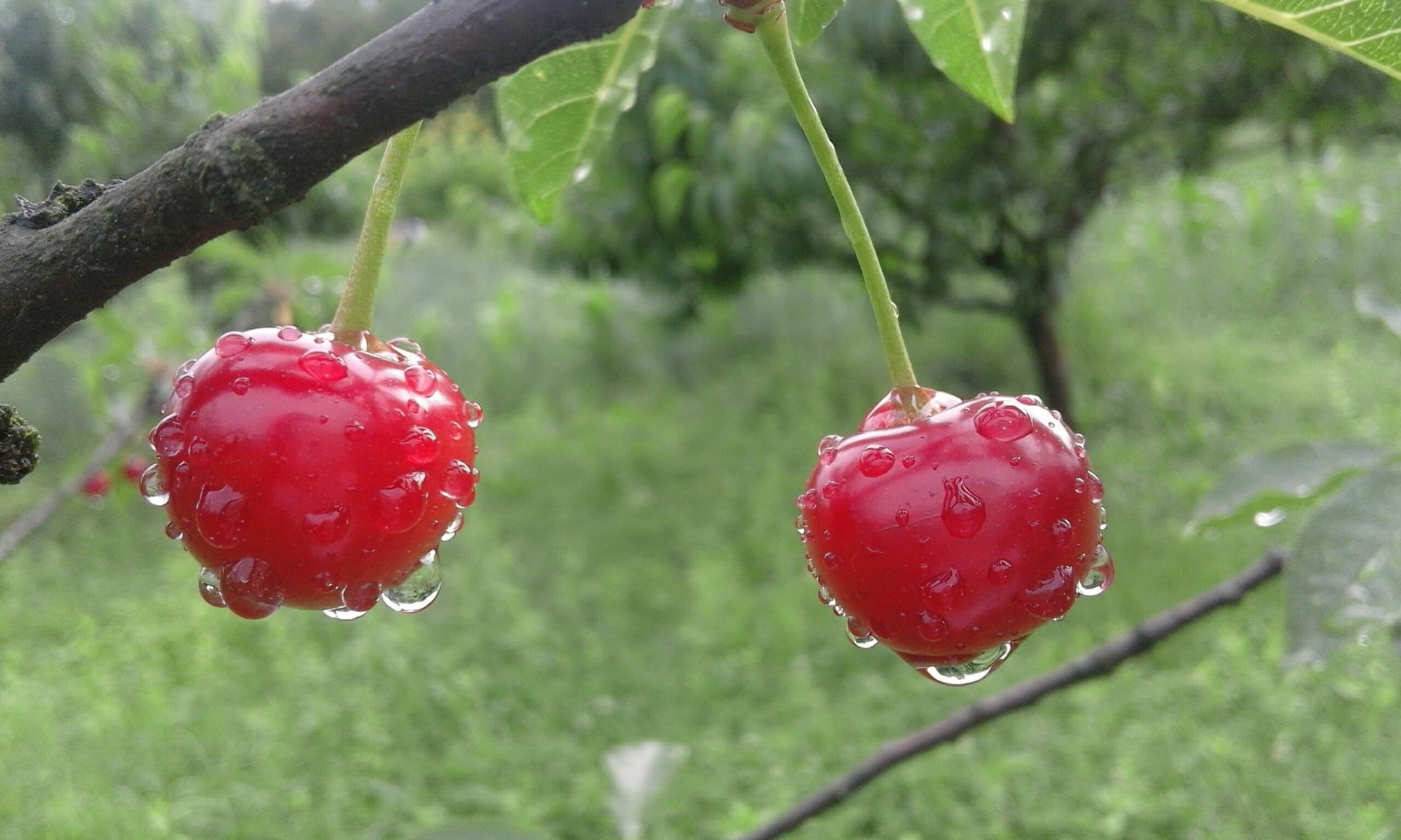 Cherry