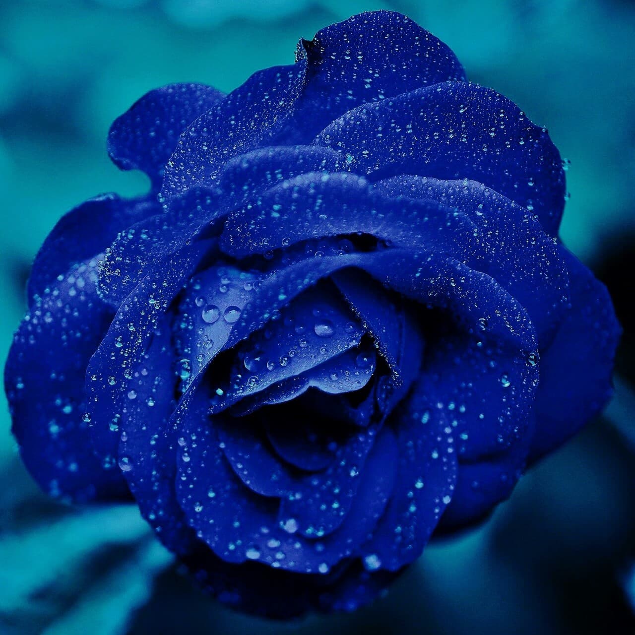 Rare blue rose