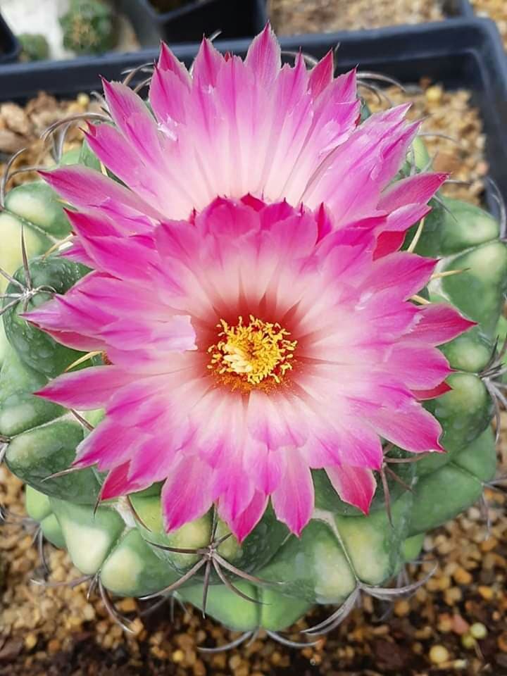 Cactus