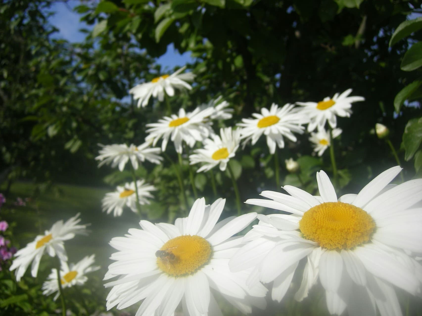 summer_flower