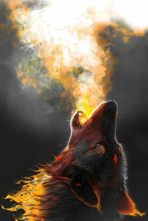 #Fox