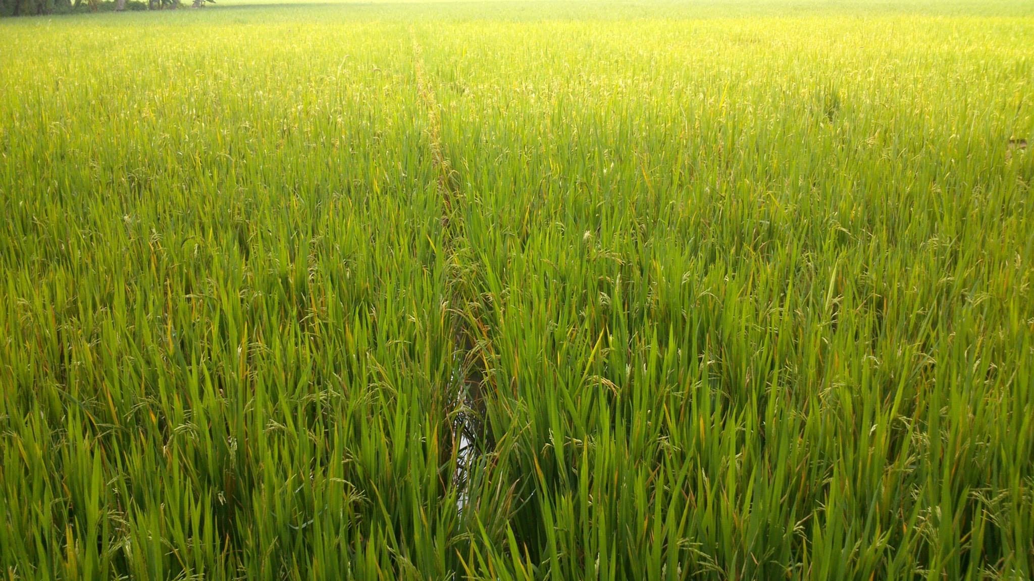 Rice