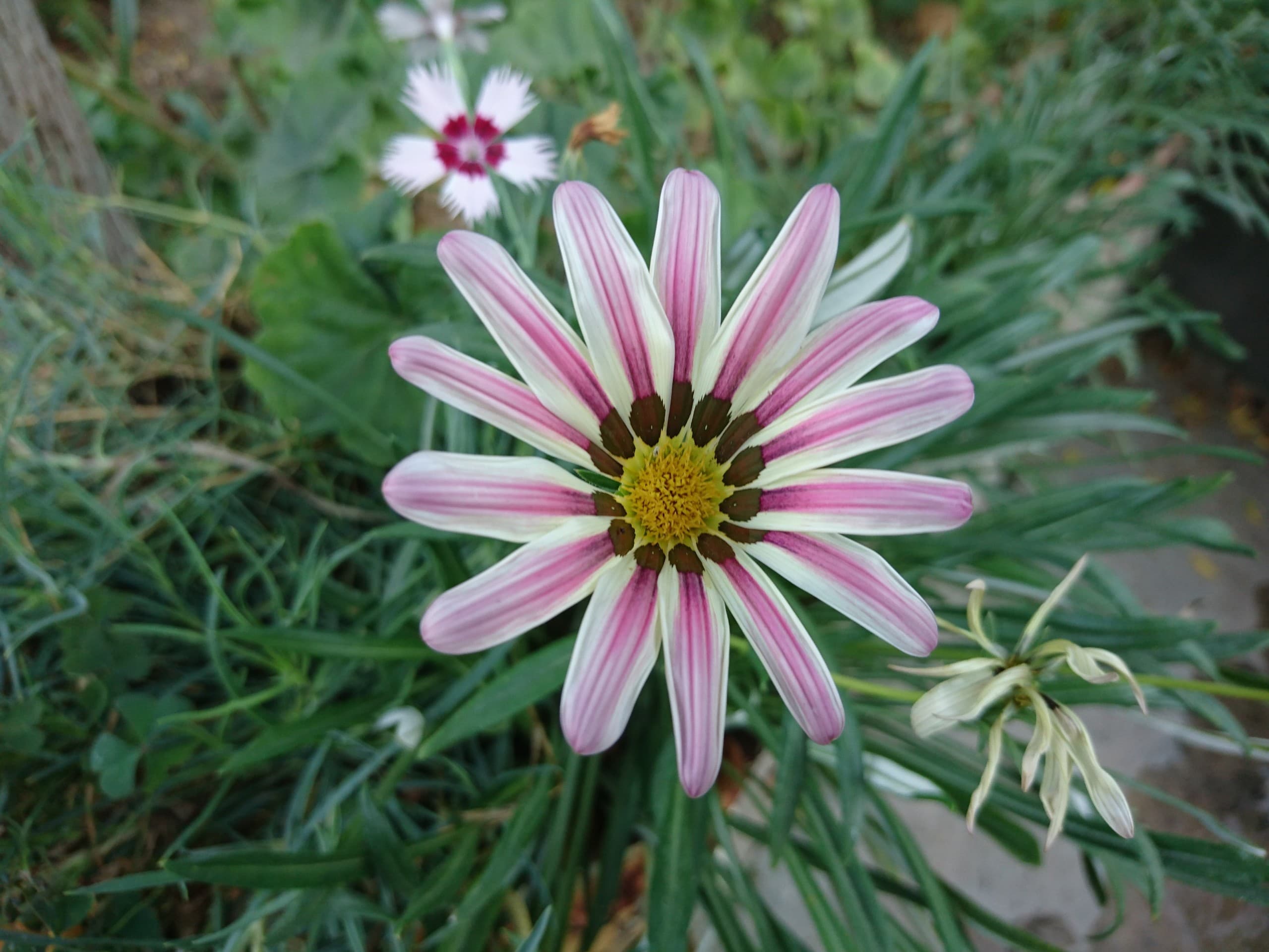 Uniform treasureflower/Gazania